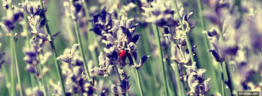 Photo lady bug on lavender flower Facebook Cover for Free