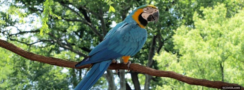 Photo macaw parrot outside Facebook Cover for Free