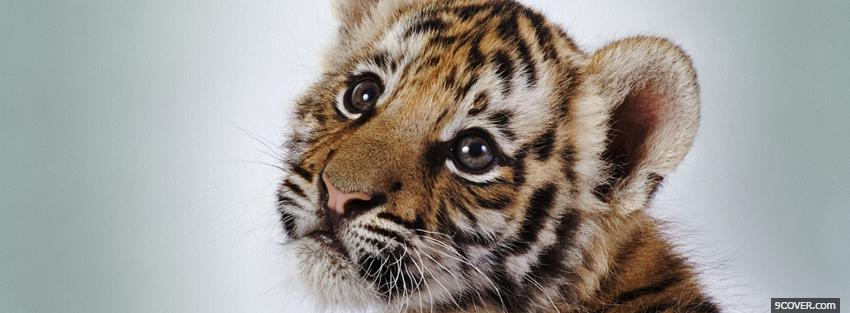Photo cutest baby tiger animals Facebook Cover for Free