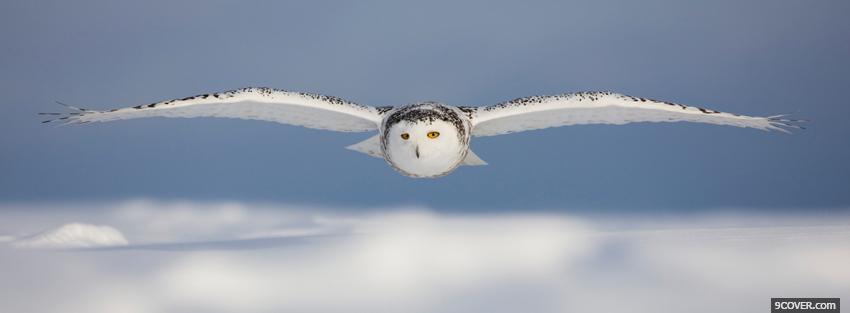 Photo flying owl animals Facebook Cover for Free