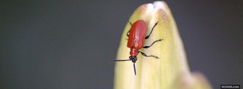 Photo red insect animals Facebook Cover for Free