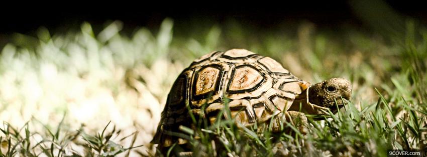 Photo turtle in the grass animals Facebook Cover for Free