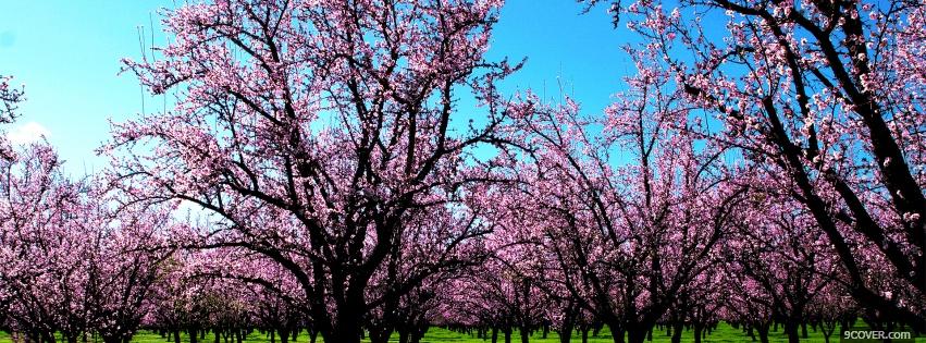 Photo nature lovely valley of trees Facebook Cover for Free