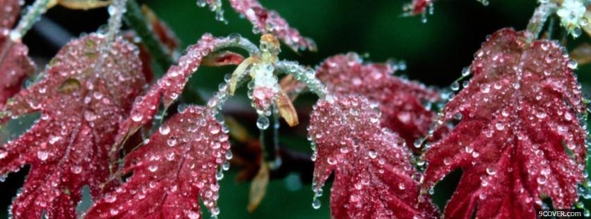 Photo sublime red iced leaves Facebook Cover for Free