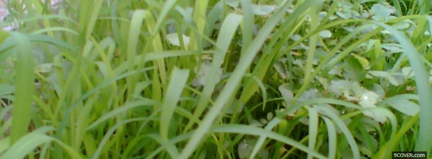 Photo nature green grass environment Facebook Cover for Free