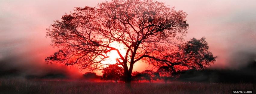 Photo safari tree pink sky Facebook Cover for Free