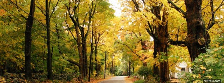 Photo little road in the forest Facebook Cover for Free