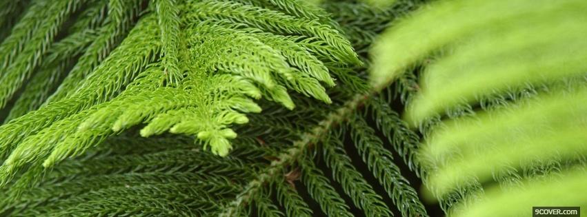 Photo nature green leaves Facebook Cover for Free