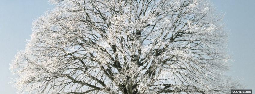 Photo nature beautiful tree in the winter Facebook Cover for Free