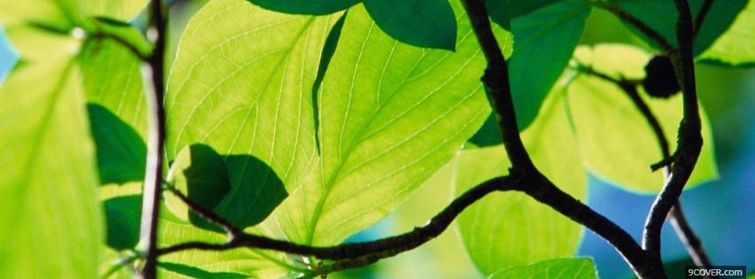 Photo nature green bright plants Facebook Cover for Free