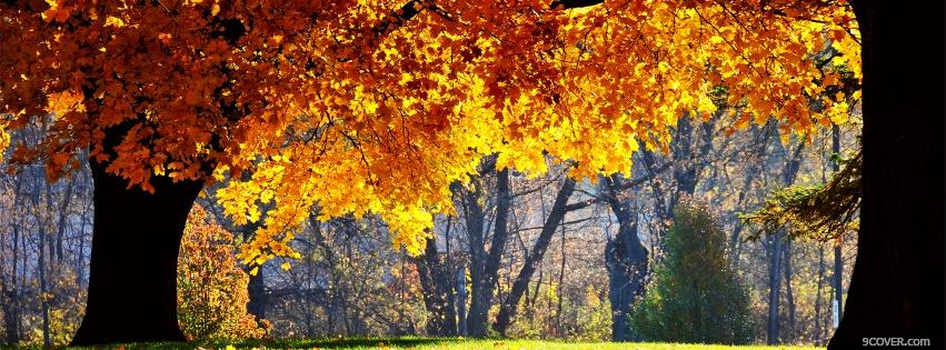 Photo nature autumn trees Facebook Cover for Free