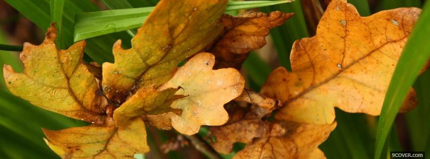 Photo orange autumn leaves Facebook Cover for Free