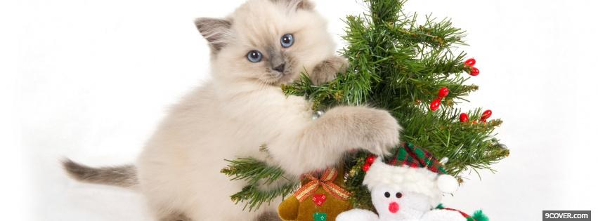 Photo kitten playing with christmas ornaments Facebook Cover for Free