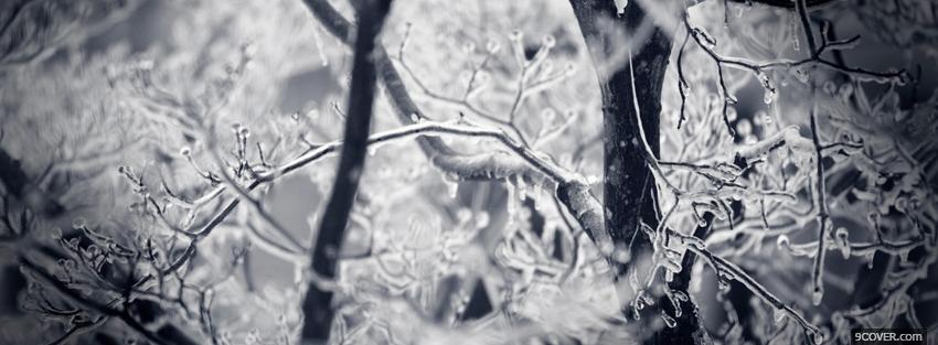 Photo iced branches Facebook Cover for Free