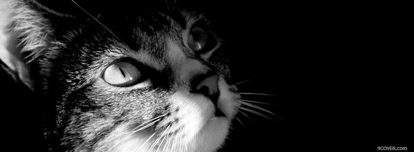 Photo black and white cat Facebook Cover for Free