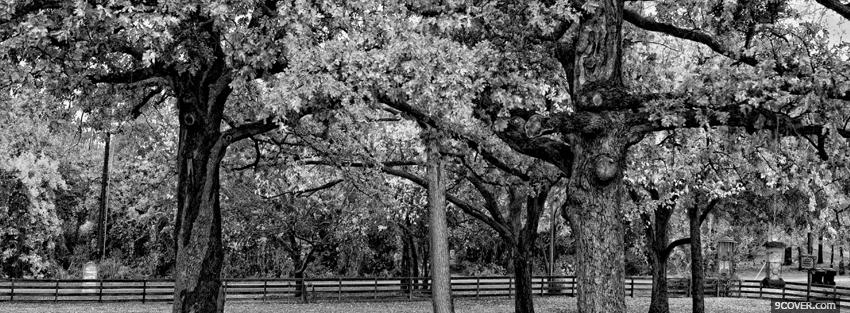 Photo black and white trees Facebook Cover for Free