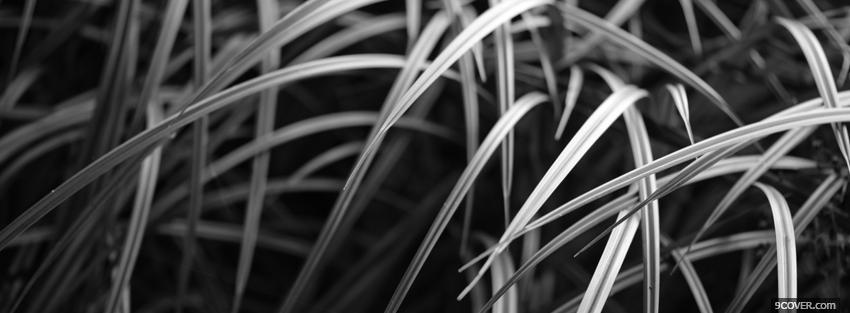 Photo black and white grass Facebook Cover for Free