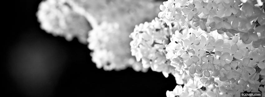 Photo white lavender flower Facebook Cover for Free