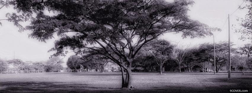 Photo black and white tree Facebook Cover for Free