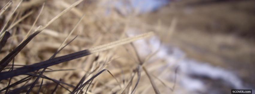 Photo dried out grass nature Facebook Cover for Free