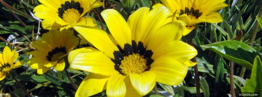 Photo nice yellow flowers nature Facebook Cover for Free