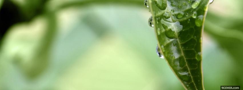 Photo dripping leaves nature Facebook Cover for Free
