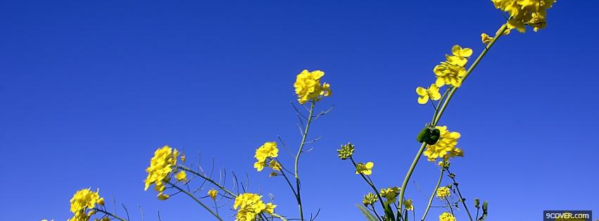 Photo mini yellow flowers nature Facebook Cover for Free