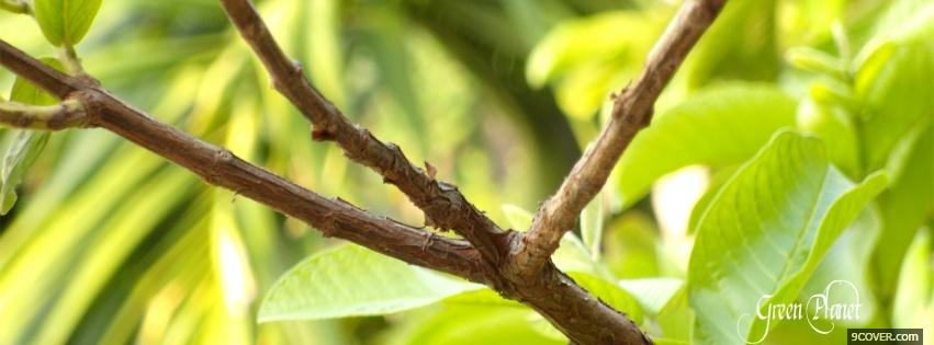 Photo branch leaves nature Facebook Cover for Free