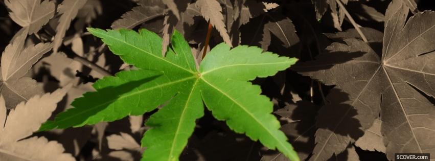 Photo green grey leaves nature Facebook Cover for Free