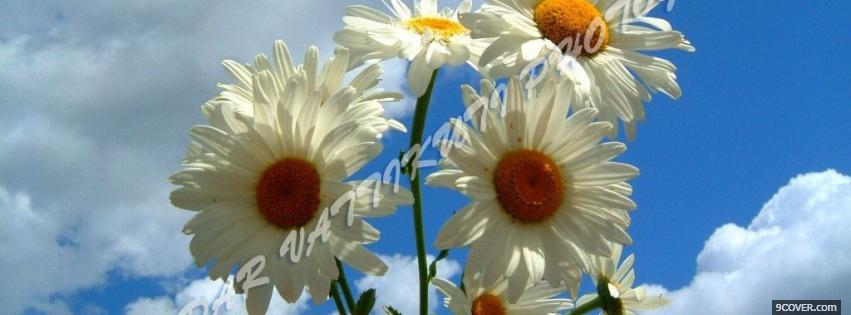 Photo large white flowers nature Facebook Cover for Free