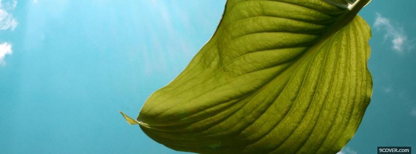 Photo floating leaf nature Facebook Cover for Free