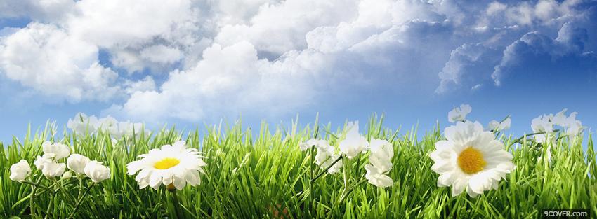 Photo garden of daisies nature Facebook Cover for Free