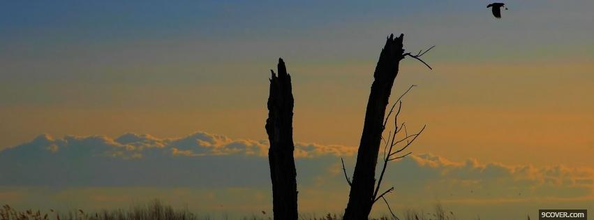 Photo broken branch sky nature Facebook Cover for Free