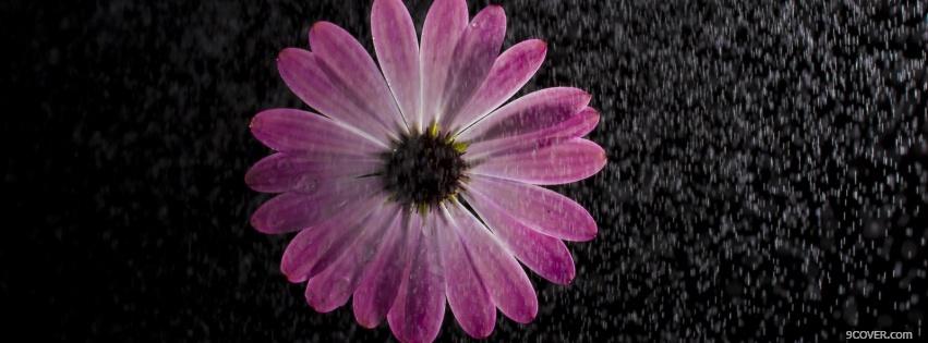 Photo flowers in the rain nature Facebook Cover for Free