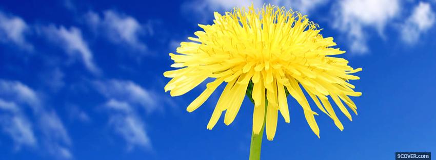 Photo blue sky and flower nature Facebook Cover for Free