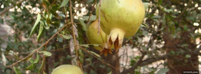 Photo fruit on trees nature Facebook Cover for Free