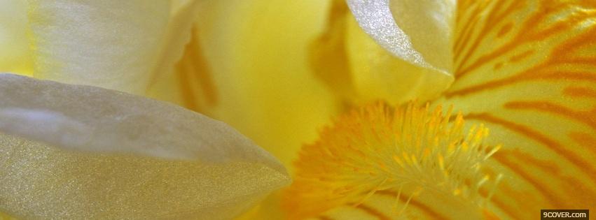 Photo iris flower nature Facebook Cover for Free