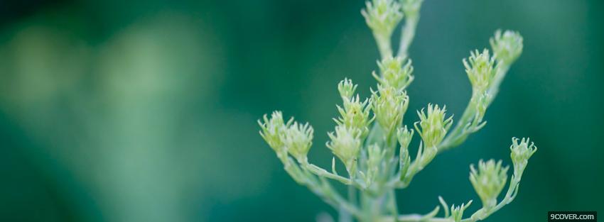 Photo little plant nature Facebook Cover for Free