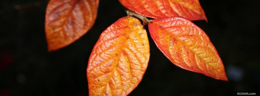 Photo four orange leaves nature Facebook Cover for Free