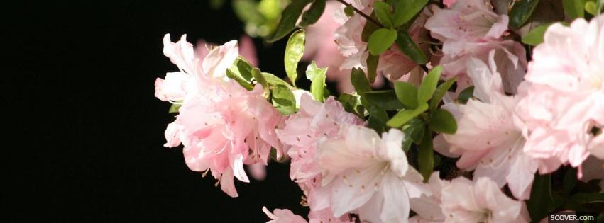Photo nice light flowers nature Facebook Cover for Free