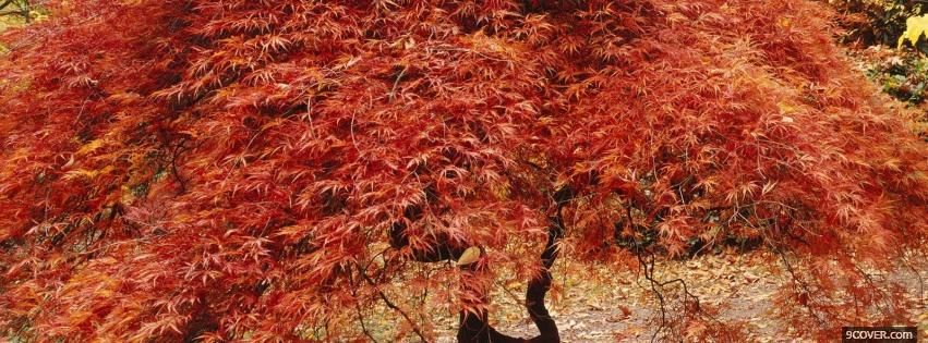 Photo fall tree nature Facebook Cover for Free