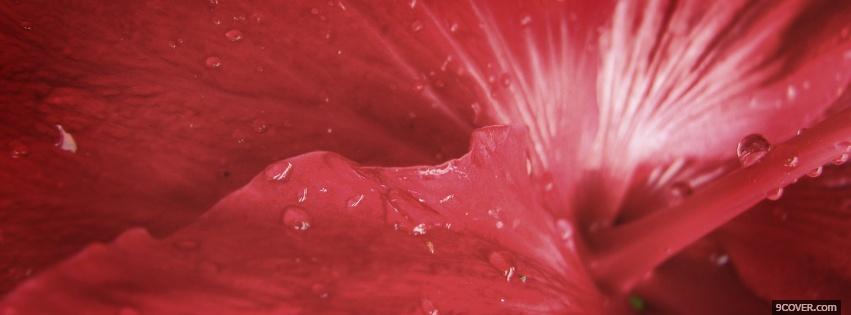 Photo flower petal nature Facebook Cover for Free