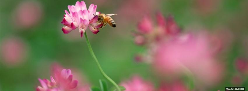 Photo bees on flower Facebook Cover for Free