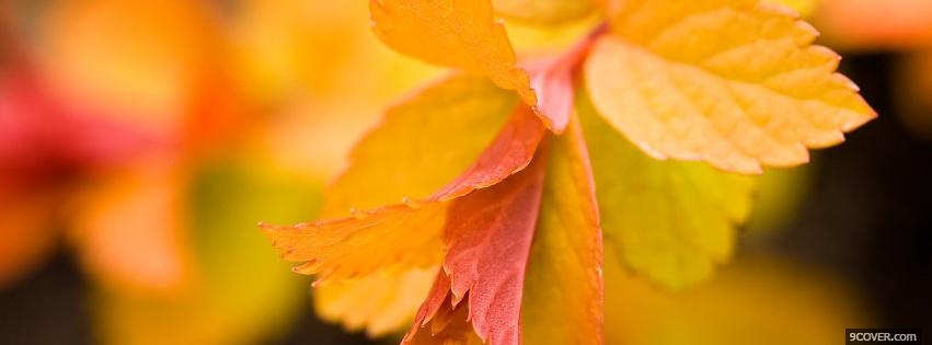 Photo little autumn leaves nature Facebook Cover for Free