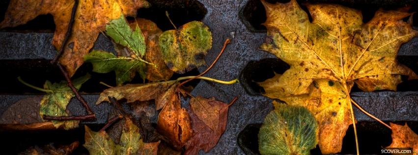 Photo leaves on ground nature Facebook Cover for Free