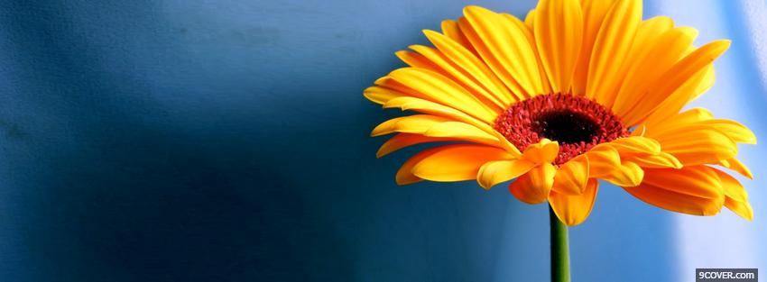 Photo flower on blue nature Facebook Cover for Free