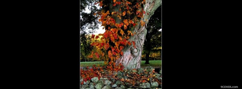 Photo leaves and tree nature Facebook Cover for Free