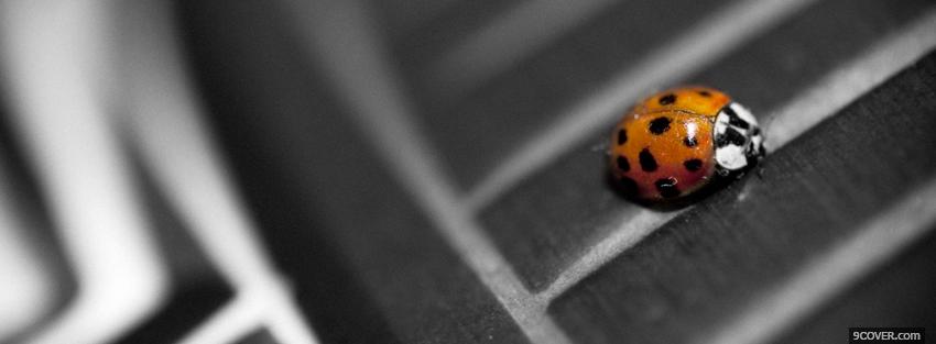 Photo ladybug insect nature Facebook Cover for Free