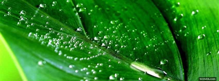 Photo green leaf wet nature Facebook Cover for Free
