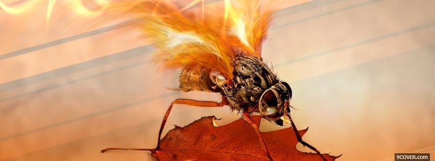 Photo fly on fire nature Facebook Cover for Free